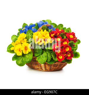Primula colorés de fleurs de printemps dans panier isolé sur fond blanc. Objet unique avec clipping path Banque D'Images