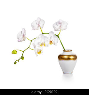 Orchidée blanche fleurs dans vase rétro isolé sur fond blanc Banque D'Images