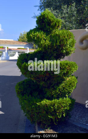 Topiaire spirale conifer au Portugal Banque D'Images