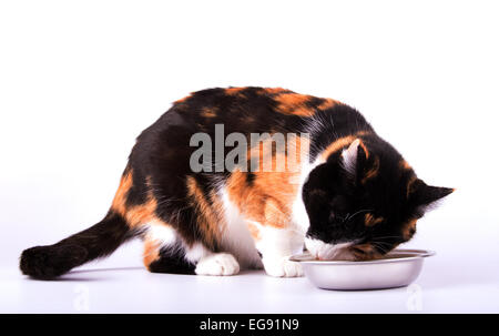 Beau chat calico manger à l'extérieur d'un bol en argent, on white Banque D'Images