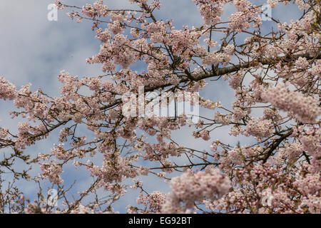 Les fleurs de cerisier rose pâle délicate couvrent les branches du cerisier au début du printemps, près de Vancouver en Colombie-Britannique. Banque D'Images