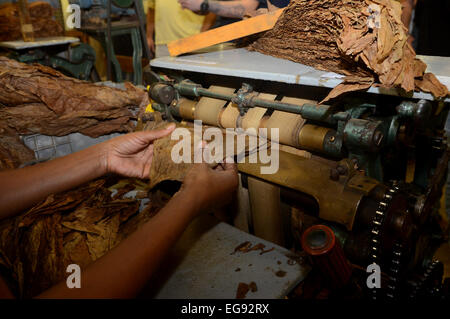 (150219) -- SANTIAGO, 10 févr. 19, 2015 (Xinhua) -- une femme travaille dans une fabrique de cigares à l'exportation dans la région de Villa Gonzalez, province de Santiago, République dominicaine, le 19 février, 2015. Le tabac est le principal produit d'exportation agro-alimentaire en République dominicaine et de la province de Santiago mène sa production dans le pays. Les recettes d'exportation du tabac représentent les 7,5 pour cent du total des exportations de la République dominicaine, et les produits du tabac de faire participer les 8,5 pour cent des recettes fiscales provenant des taxes des marchandises. La ligne de production de tabac génère 110 000 emplois directs et soutient quelque 350 000 personnes, en fonction de la République Dominicaine Banque D'Images