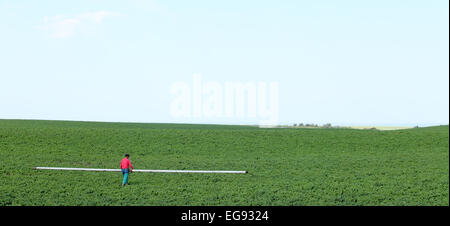 Un travailleur agricole migrant déménagement de tubes pour l'irrigation des pommes de terre dans un champ agricole Banque D'Images