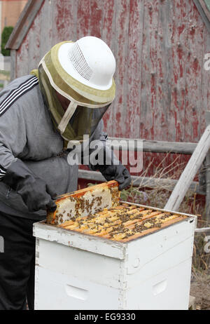 Suppression de cadres d'une ruche pour extraire le miel. Banque D'Images