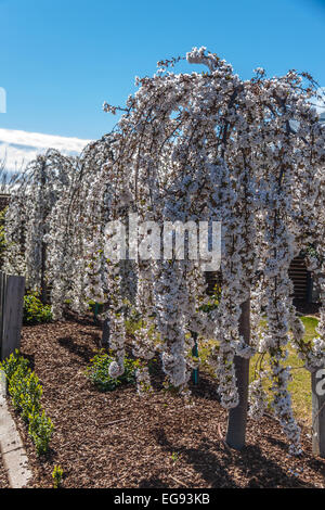 Snofozam Weeping cherry (Prunus) arbres de jardin, aussi connu comme la neige des fontaines. Banque D'Images