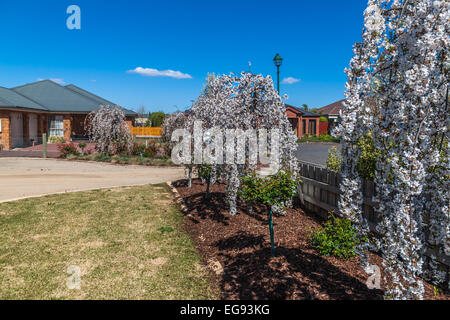 Snofozam Weeping cherry (Prunus) arbres de jardin, aussi connu comme la neige des fontaines. Banque D'Images