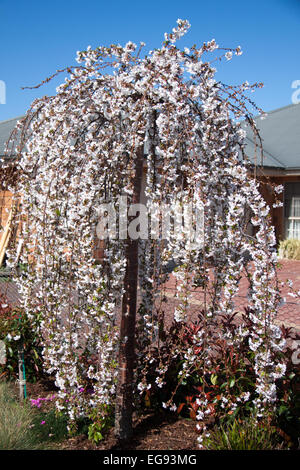 Snofozam Weeping cherry (Prunus) arbres de jardin, aussi connu comme la neige des fontaines. Banque D'Images