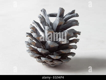 Une photographie d'un cône de pin gris de mon projet studio d'objets. Banque D'Images