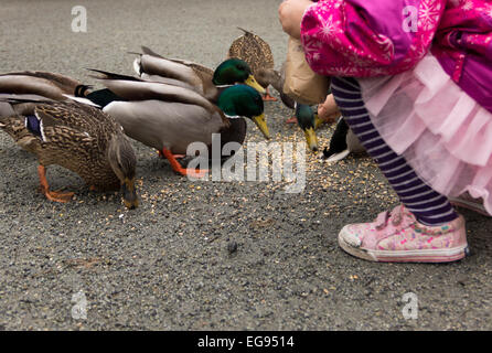 Petite fille nourrir les canards. Banque D'Images