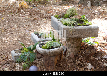 Hypertufa jardinières Banque D'Images