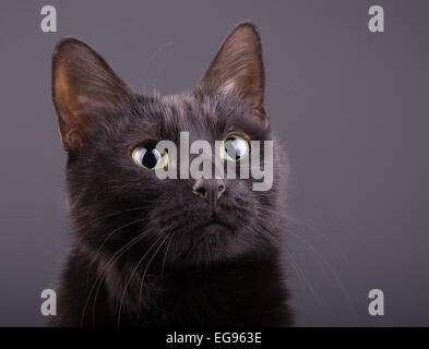 Libre d'une adorable chat noir contre fond gris foncé Banque D'Images