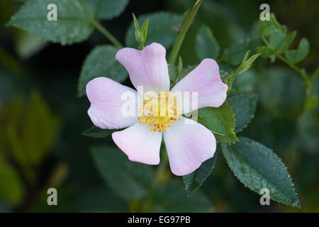 Rosa Canina. Dog rose en fleur. Banque D'Images