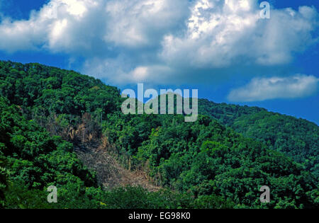 Déplacement de la culture sur une pente forestière abrupte en Amérique centrale. Ce champ a récemment été converti de la forêt tropicale à la terre agricole. Banque D'Images