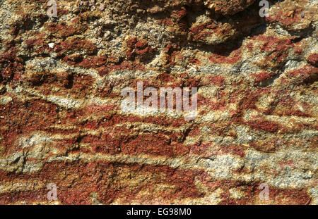 Des concrétions de fer se développent dans un Ultisol tropical dans un écosystème de savane de pins à Belize, en Amérique centrale Banque D'Images