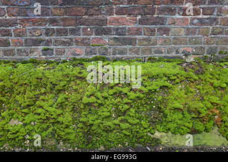 Mettre en place d'une saine à la mousse verte sur un vieux mur. Londres, Royaume-Uni. Les mousses sont de petits flowerless les plantes qui se développent habituellement dans de denses touffes vert ou tapis, dans des endroits ombragés ou humides. Les plantes individuelles sont généralement composées d'une cellule simple, à feuilles épaisses, couvrant le tronc mince qui les soutient mais n'effectue pas l'eau et les éléments nutritifs. Banque D'Images