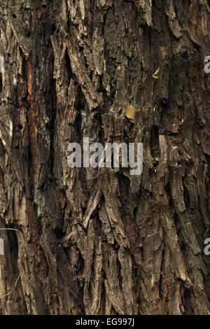 De près de l'écorce d'un miel Mesquite arbre dans le Santa Ana National Wildlife Refuge près de Weslaco, Texas, USA. Banque D'Images