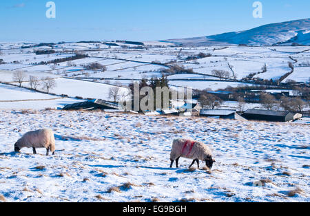 Des moutons paissant dans la neige sur le pâturage high moorland Northern fells près de Caldbeck, Lake District, Cumbria, Angleterre, Royaume-Uni, l'hiver Banque D'Images