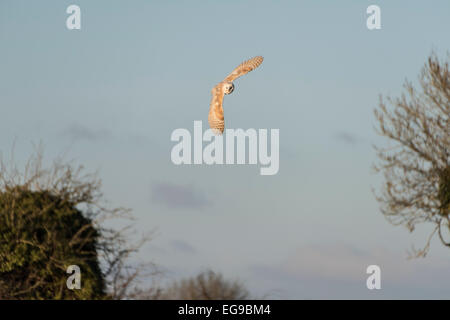 Une chouette effraie au Hawk Conservancy Trust près de Andover, Hampshire chasse pratiques session au cours d'une manifestation. Banque D'Images