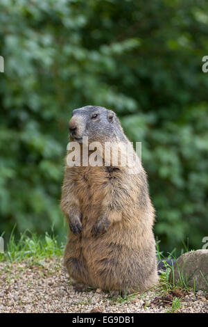 Marmotte des Alpes (Marmota marmota) dans le Parc National Hohe Tauern, Alpes, France, Europe Banque D'Images