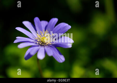 Anemone Blanda dans close up avec des pétales bleu et jaune centre. Banque D'Images