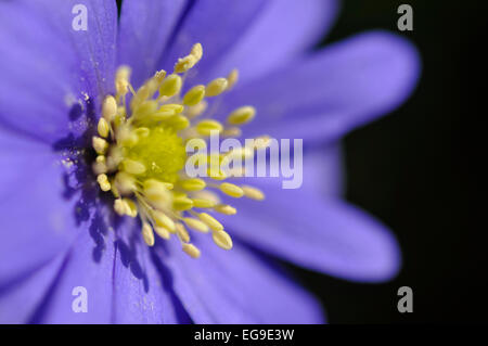 Anemone Blanda dans close up avec des pétales bleu et jaune centre. Banque D'Images