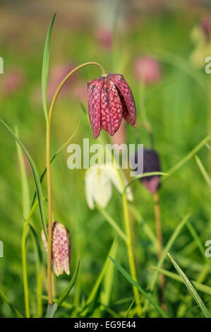 Fritillaria Meleagris de plus en herbe à Fletcher Moss botanical gardens, Disbury, Manchester. Banque D'Images