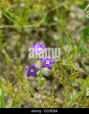 La Vénus à verre : Legousia speculum-veneris. Provence, France Banque D'Images