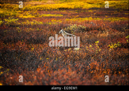 Loup debout dans Meadow, Parc national Denali, Alaska, États-Unis Banque D'Images