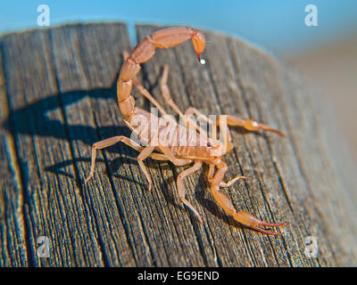 Barque de scorpion sur une bûche, Arizona, États-Unis Banque D'Images