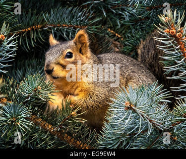 Close-up of squirrel en branches de pins Banque D'Images