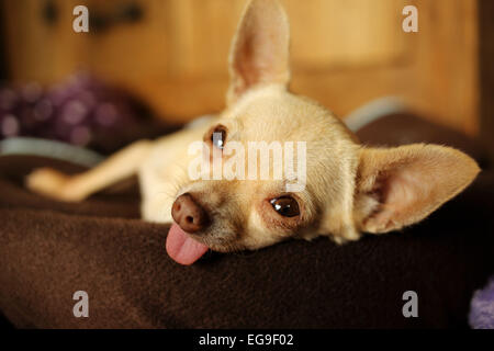 Close-up de Chihuahua au repos sticking out tongue Banque D'Images