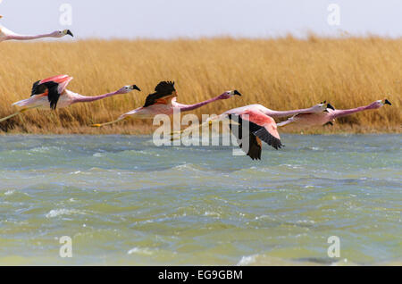 Le Chili, l'Altiplano, flamants survolant lake Banque D'Images