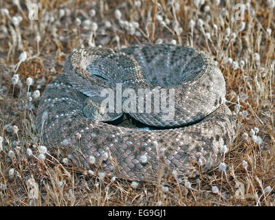 Gros plan sur la couleuvre de Rattlesnake soutenue par le diamant de l'Ouest, Arizona, États-Unis Banque D'Images