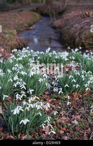 Flux et les perce-neige en hiver à Evenley Jardins du bois. Evenley Evenley jardins, bois, Northamptonshire, Angleterre Banque D'Images