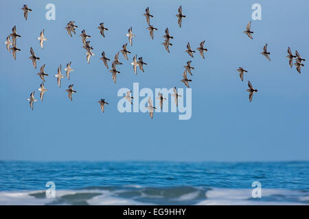 Le Bécasseau variable (Calidris alpina) et le bécasseau sanderling (Calidris alba), les oiseaux migrateurs s'assembler en sur la côte de la mer du Nord Banque D'Images