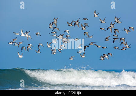 Le Bécasseau variable (Calidris alpina) et le bécasseau sanderling (Calidris alba), les oiseaux migrateurs s'assembler en sur la côte de la mer du Nord Banque D'Images