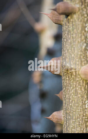 Zanthoxylum americanum. Frêne épineux commun throrns sur la tige en hiver. UK Banque D'Images