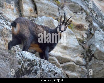 Chamois (Rupicapra rupicapra), homme dans le terrain rocheux raide debout sur un rebord, Parc National du Gran Paradiso, Valnontey Banque D'Images