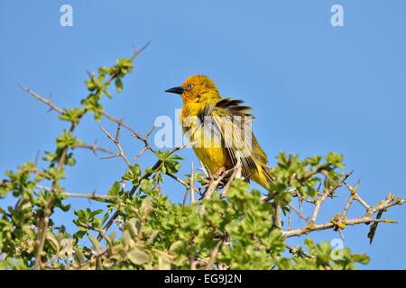 Cape Weaver (Ploceus capensis), West Coast National Park, Langebaan, Western Cape, Afrique du Sud Banque D'Images