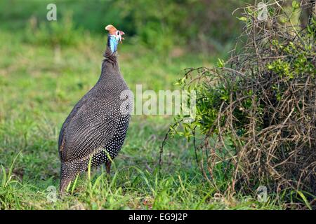 Pintade de Numidie (Numida meleagris), l'Addo Elephant National Park, Addo, Eastern Cape, Afrique du Sud Banque D'Images