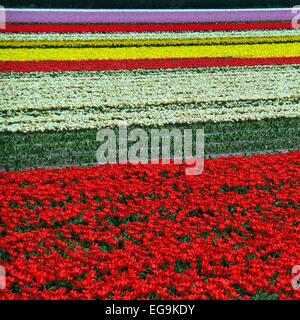Pays-bas, Multi couleur sur le terrain avec des tulipes Banque D'Images