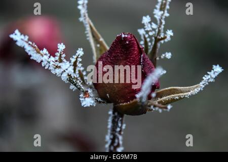 Rose rouge dans le givre - isolé Banque D'Images