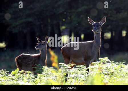 Red Deer hind et veau. Richmond Park Londres Banque D'Images