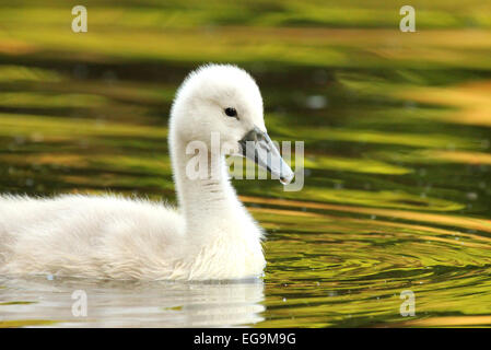 Cygnet cygne muet. London UK Banque D'Images