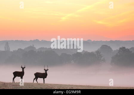 Berghoff rouge au lever du soleil. Richmond Park, London UK Banque D'Images