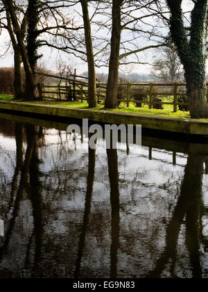 Reflets de l'arbre à Ripon Canal à Ripon Verrouillage Rhodesfield North Yorkshire Angleterre Banque D'Images