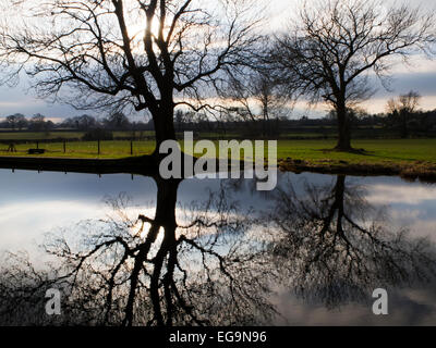 Hiver arbres se reflétant dans l'eau encore Canal Ripon Yorkshire Angleterre du Nord Banque D'Images