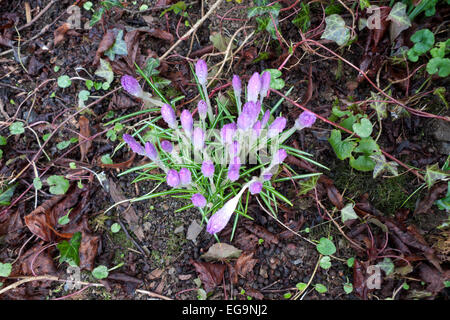 Carmarthenshire, Pays de Galles, Royaume-Uni. Vendredi 20 février 2015. Purple crocus fleurs en fleurs sur un hiver froid et sec dans la journée Février Carmarthenshire, West Wales UK. Kathy deWitt/AlamyLiveNews Banque D'Images