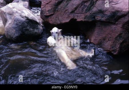 Dans l'ours polaire du Zoo de Stockholm, en Suède, se vautrer dans l'eau. Banque D'Images
