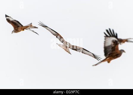 3 red Kites en vol contre ciel blanc Banque D'Images